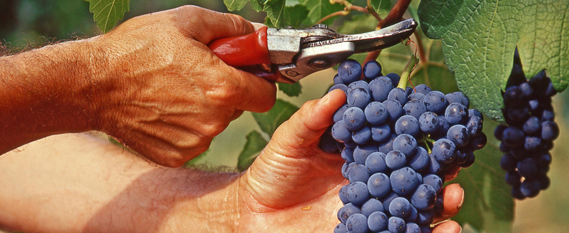 Harvest and Winemaking