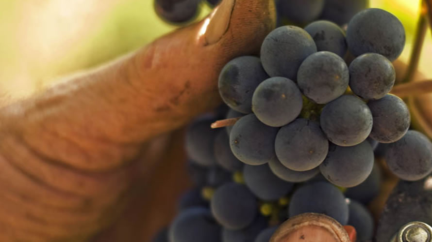 Harvest | Cantina Vini Tipici dell'Aretino