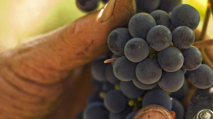 Vendemmia | Cantina Vini Tipici dell'Aretino